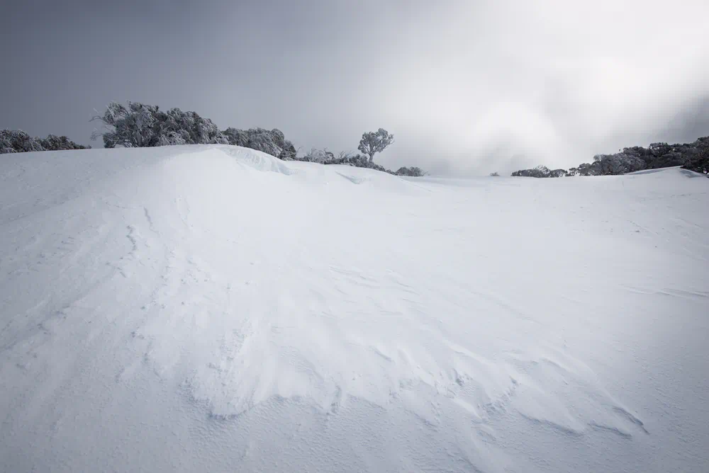 snow, tree and light
